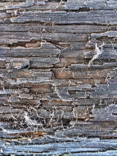 first frost 2 - bark pattern